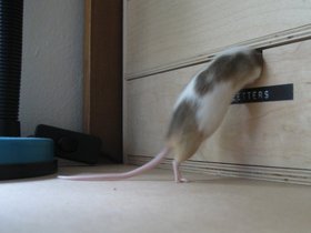 19------ Gidget (c) Andrew McNicol.jpg